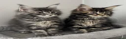 Maine Coon cats for sale: AMAZING TICA REGISTERED HEALTH TESTED KITTENS  - Advert 8