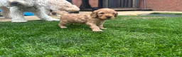 Cockapoo dogs for sale: Cockapoo Puppies  - Advert 16