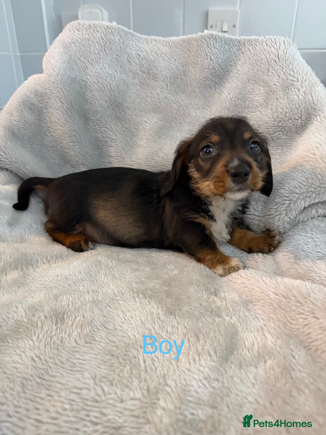 Dachshund dogs for sale: Long haired dachshund  - Advert 4