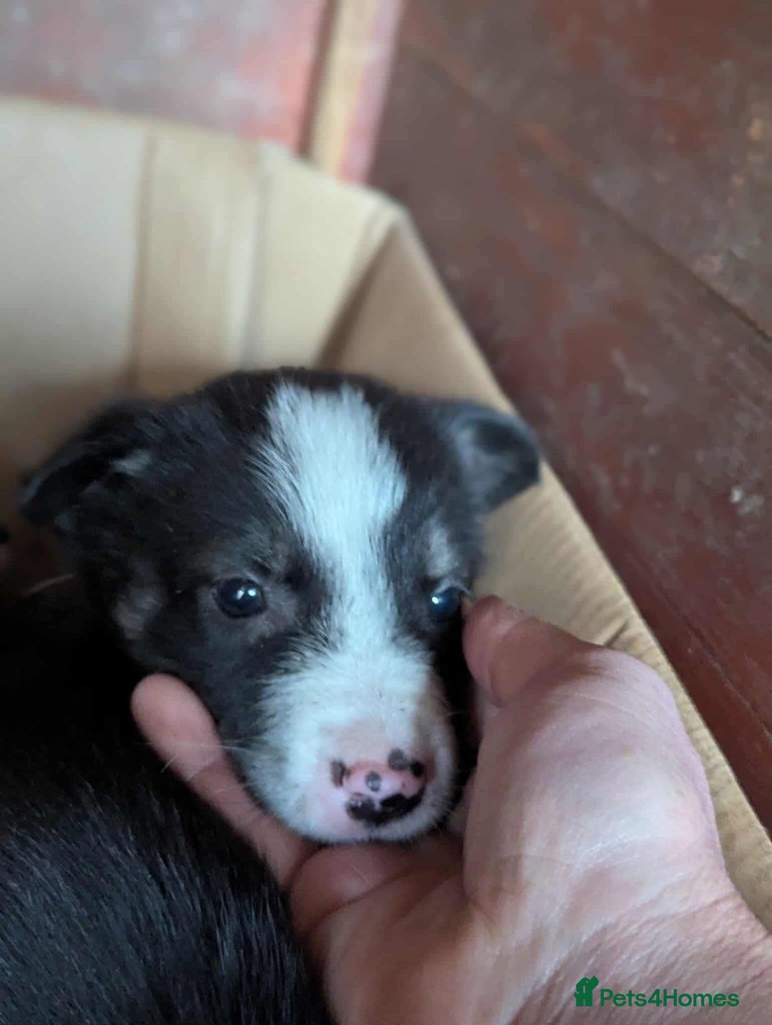 Mixed Breed dogs for adoption: Flower 💛 - Advert 9