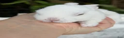 Rex rabbits for sale: ONE LEFT stunning blue eyed white mini rex baby in Whitchurch - Advert 10