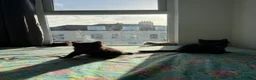 Mixed Breed cats for sale: kittens ready to be loved  - Advert 10