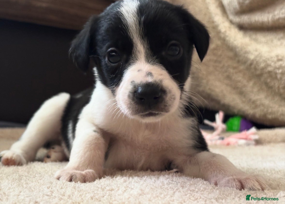 Mixed Breed dogs 🐾✨ TWO Border Collie x Blue Heeler Pups left ✨🐾 - Advert 1