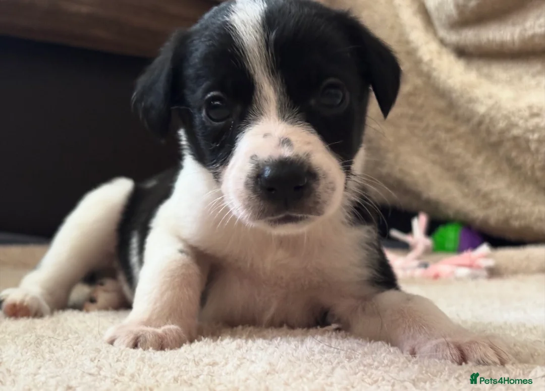 Mixed Breed dogs for sale: 🐾✨ TWO Border Collie x Blue Heeler Pups left ✨🐾 - Advert 1