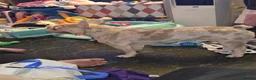 French Bulldog dogs for sale: 2 year male merle French bulldog  - Advert 2