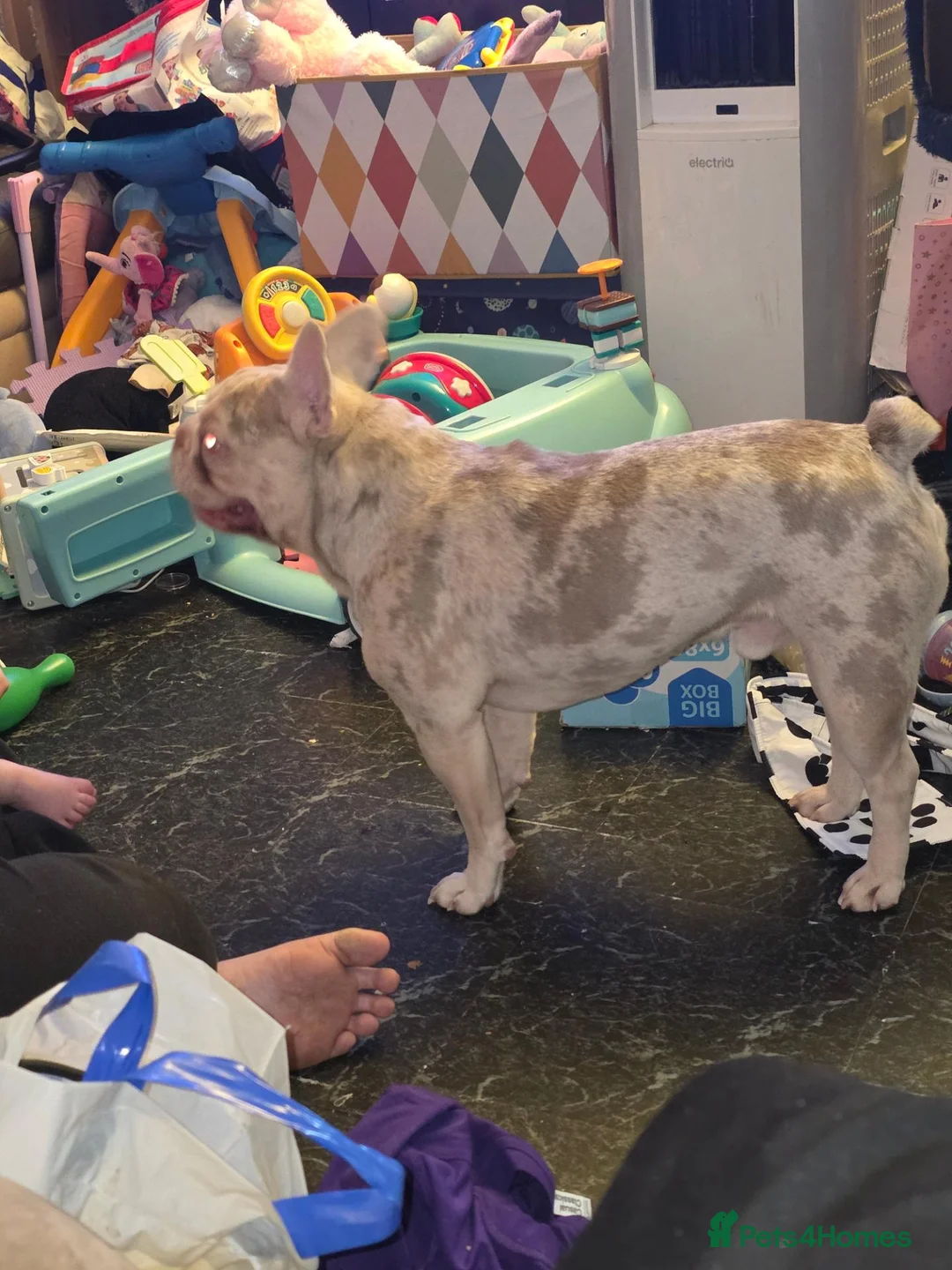 French Bulldog dogs for sale: 2 year male merle French bulldog  - Advert 2