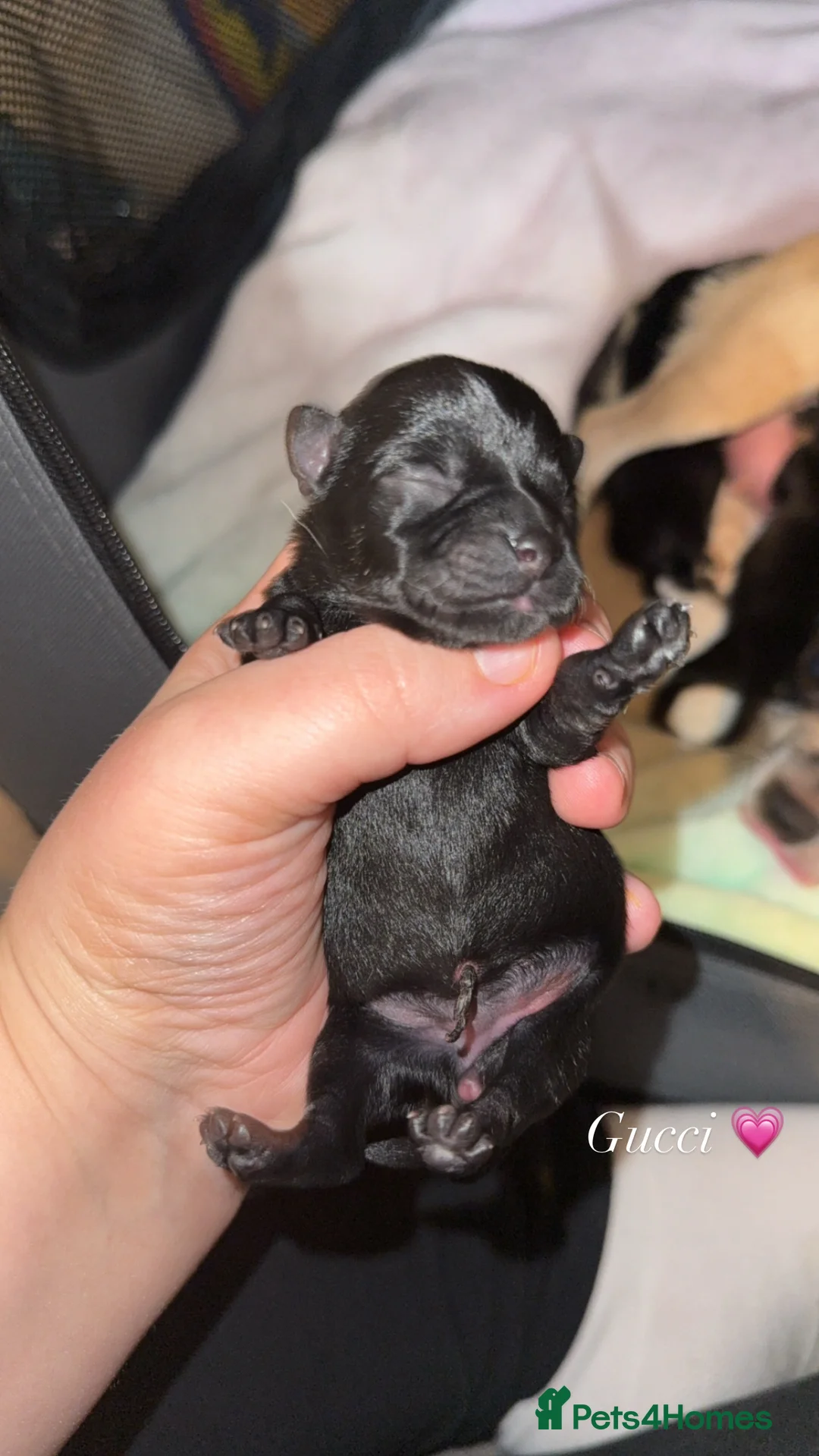 Chorkie dogs for sale: Gorgeous Chorkie girls  - Advert 15