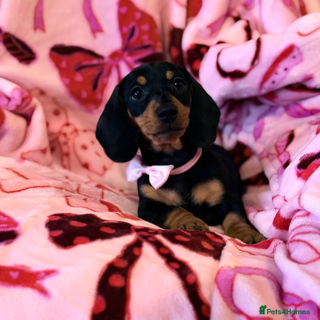 Miniature Dachshund dogs for sale: 💜🎀 FINAL GIRL 🎀💜 - Advert 9