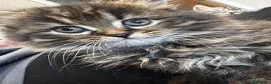 British Shorthair Kitten 4