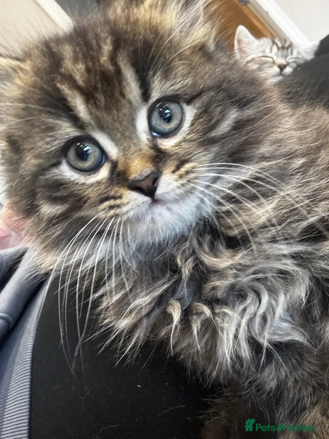 British Shorthair cats for sale: British short hair cross kittens  in Willenhall - Advert 18