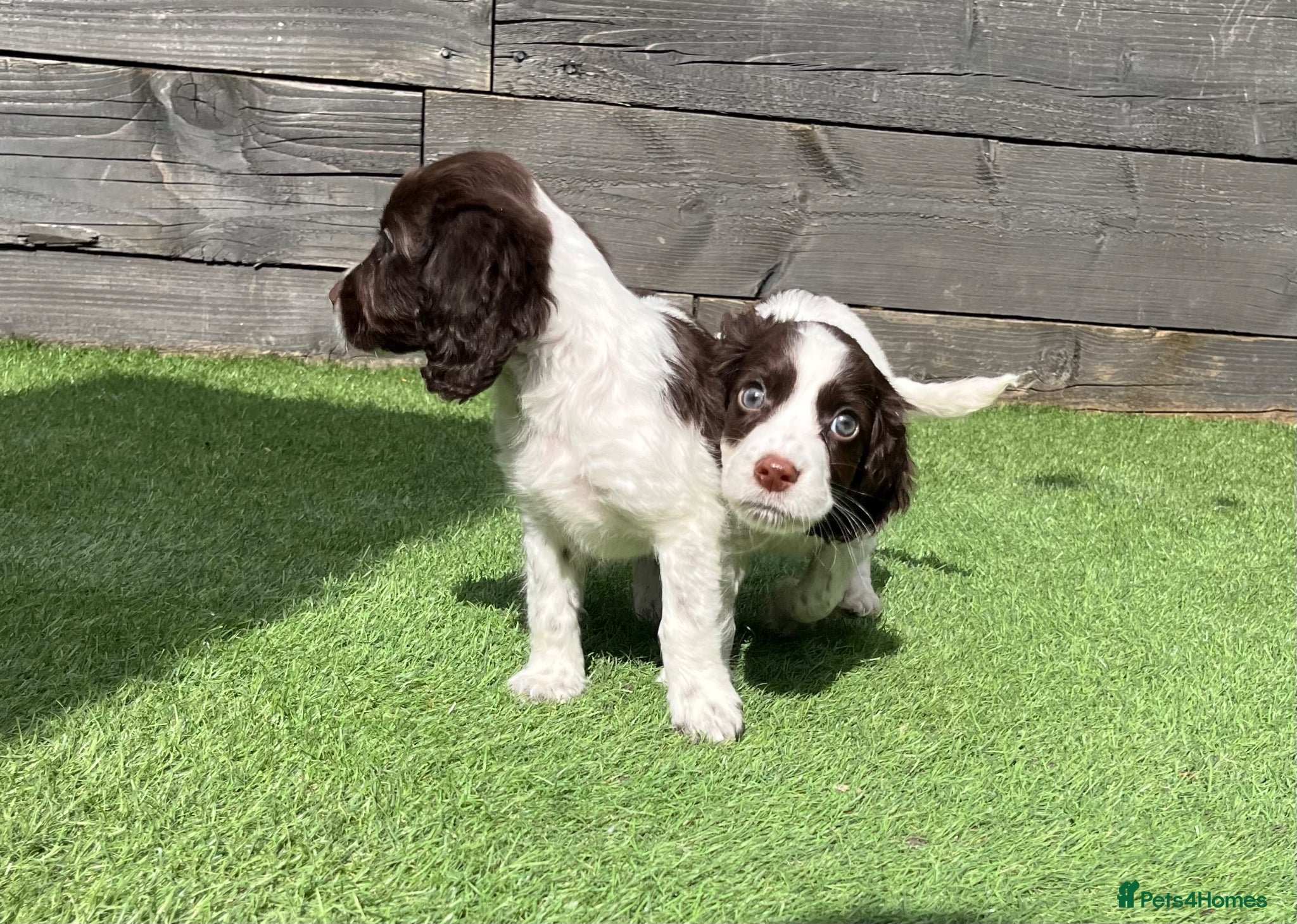 Cocker Spaniel dogs 🐶❤️Gorgeous Cocker Spaniels Puppies  - Advert 2