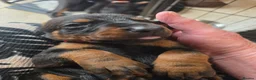 Dobermann dogs for sale: Just 3 puppies still available for reservation.  - Advert 12