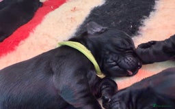 Labrador Retriever dogs for sale: Beautiful chunky litter of black pups  - Advert 16