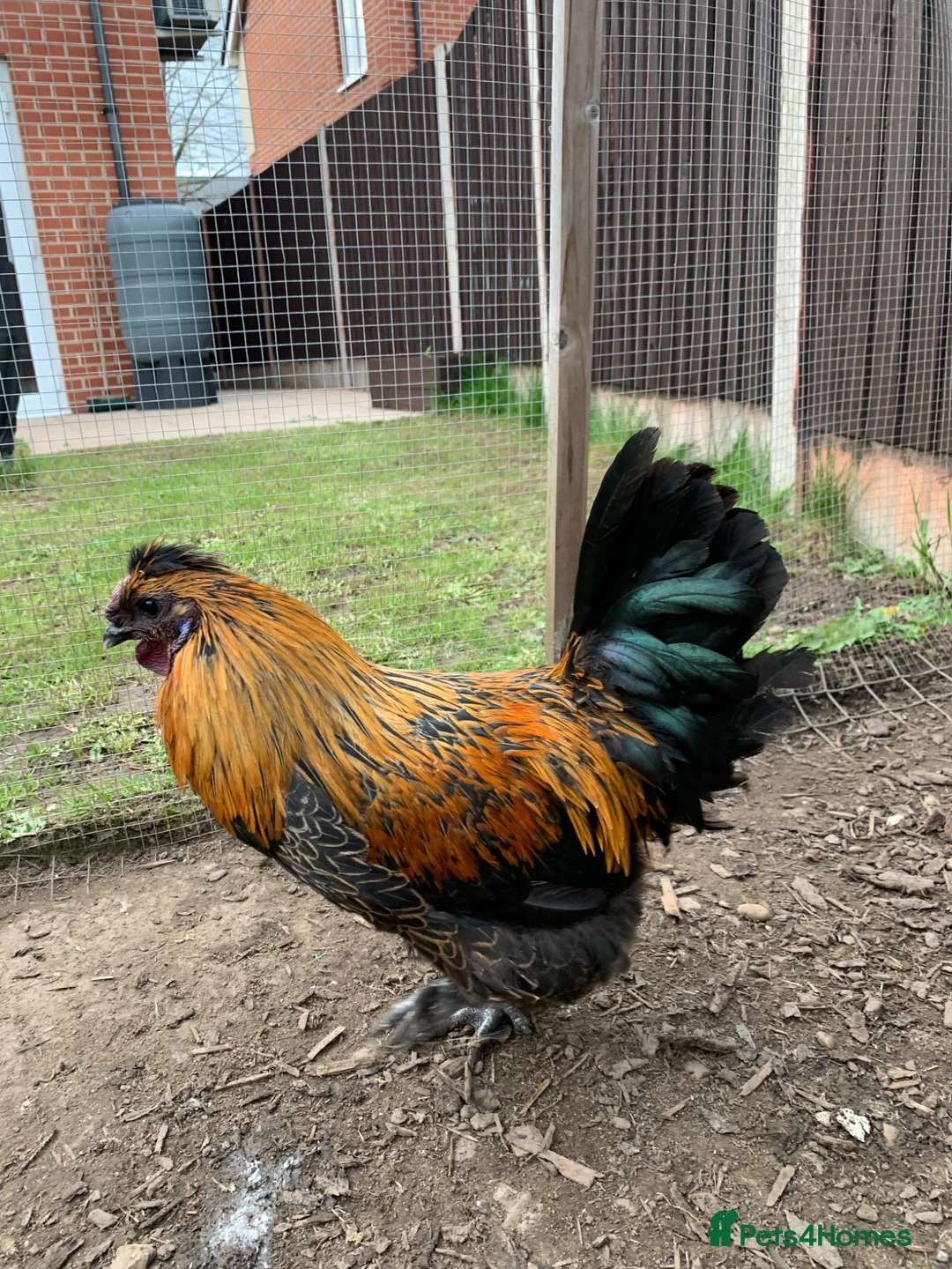 Chickens poultry for sale: Auracana mix  - Advert 1