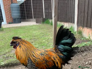 Chickens poultry Auracana mix - Advert 3