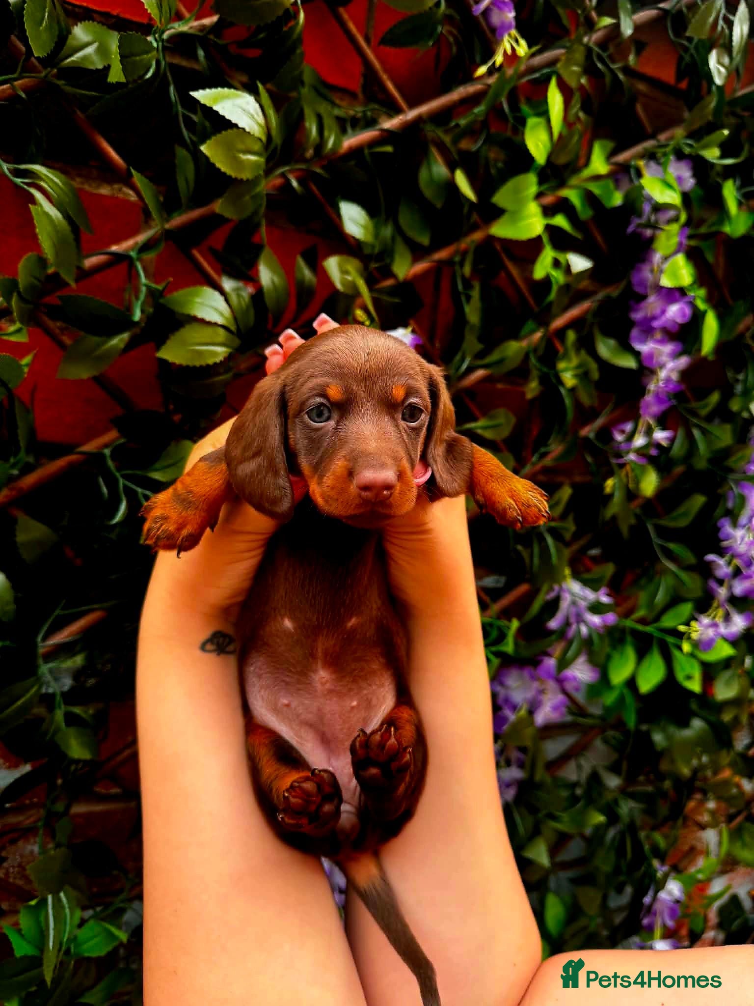Miniature Dachshund dogs Chocolate-brown blue-eyedMiniature Dachshund puppy - Advert 8