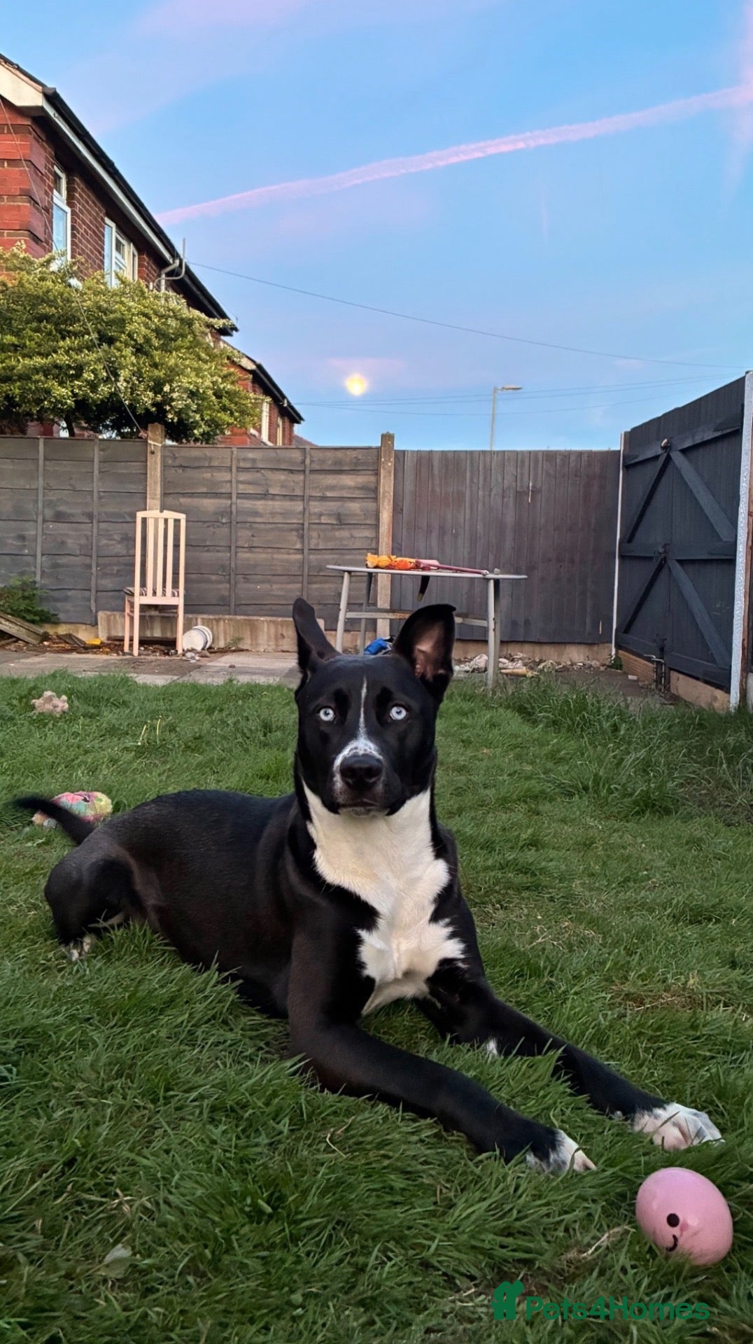 Mixed Breed dogs Mixed Husky/Staffy -Skye- - Advert 2