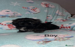 Shih Tzu dogs for sale: Shih tzu puppys  - Image 2