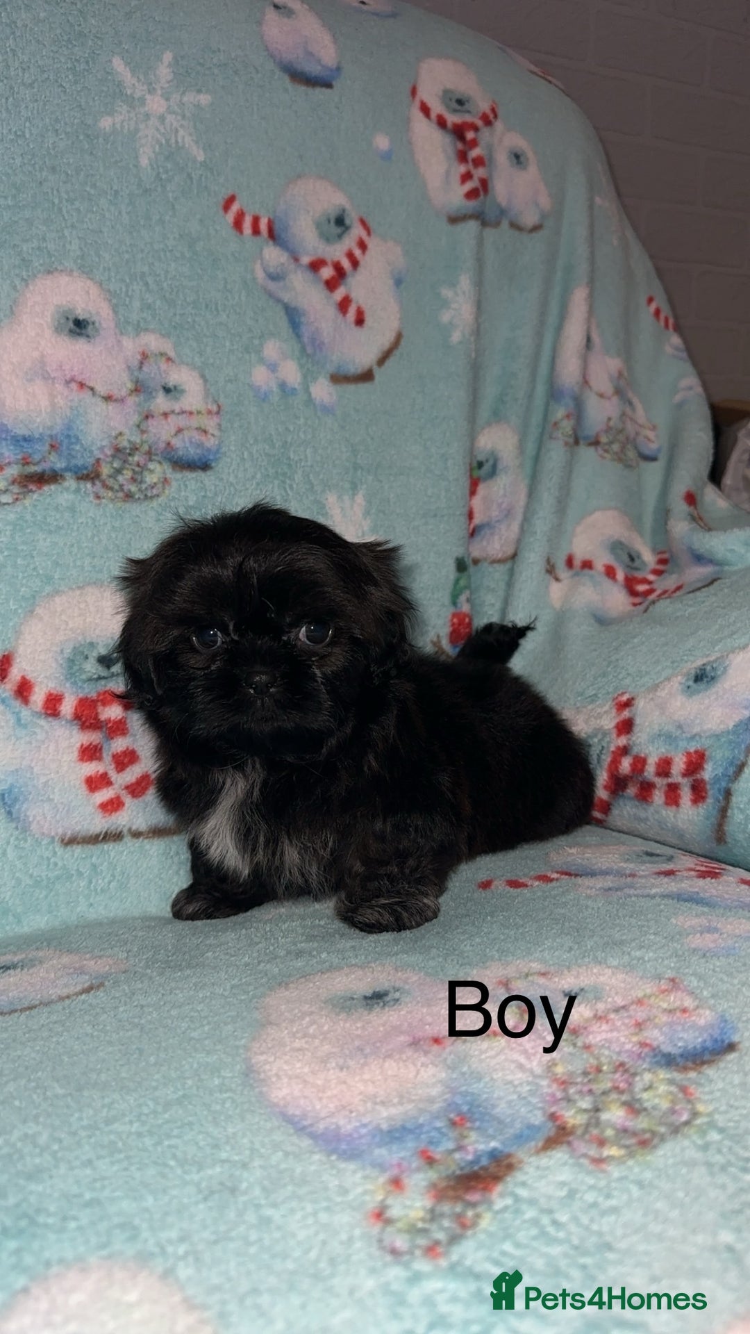 Shih Tzu dogs for sale: Shih tzu puppys  - Image 2