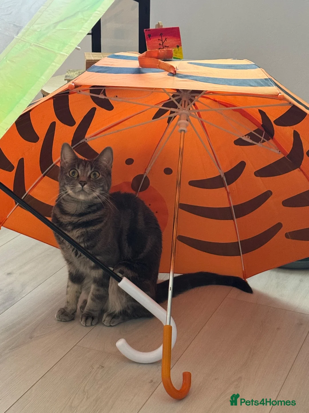 Domestic Shorthair cats for stud: Lovely girl in Wellingborough - Advert 1