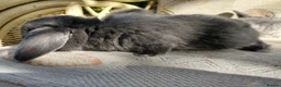 Mini Lop rabbits for sale: mini lops - Advert 13