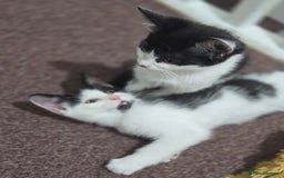 Mixed Breed cats for sale: 2 Kitties for the price of 1! With ****** tower! - Image 4