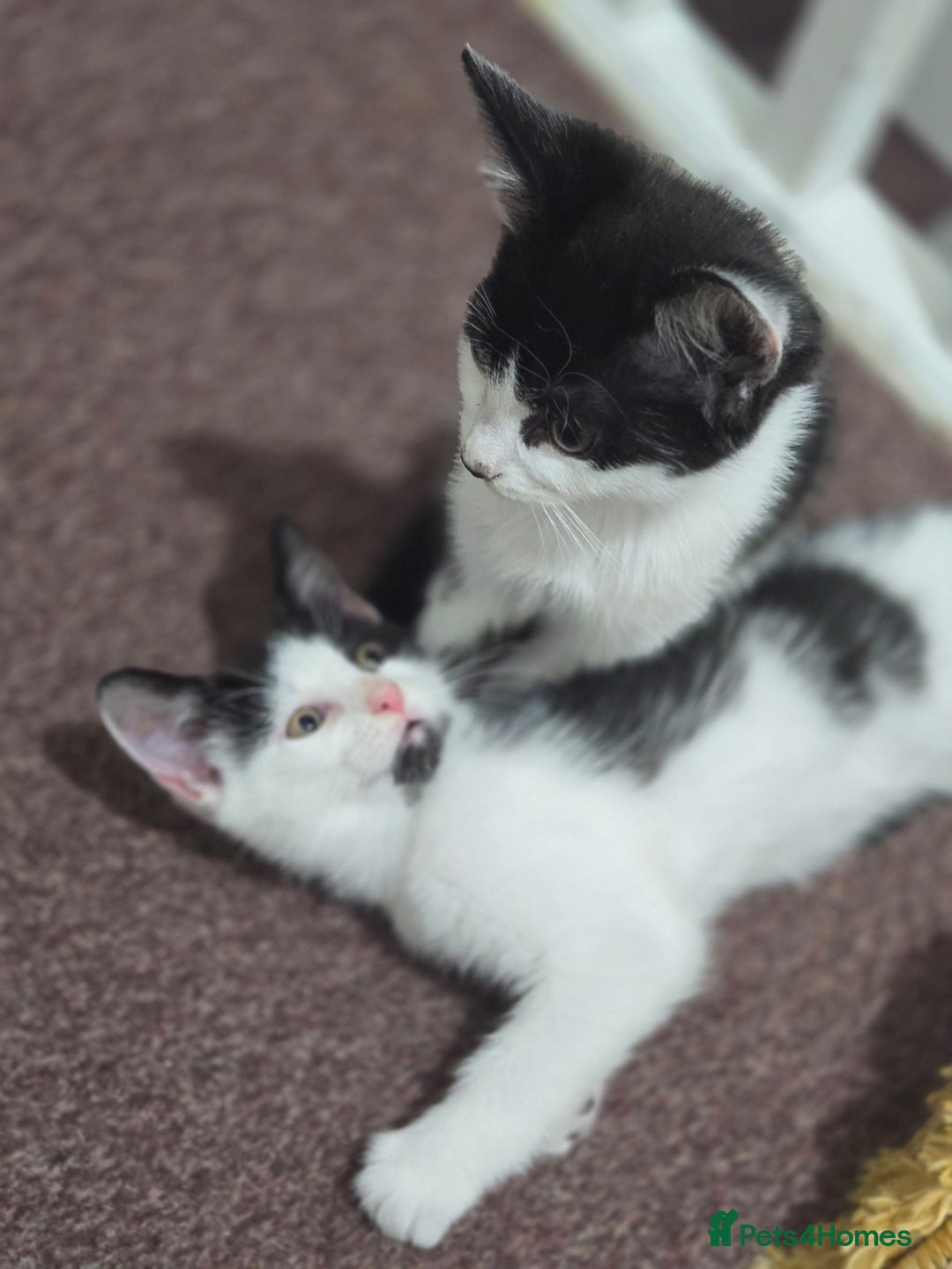 Mixed Breed cats for sale: 2 Kitties for the price of 1! With ****** tower! - Image 4
