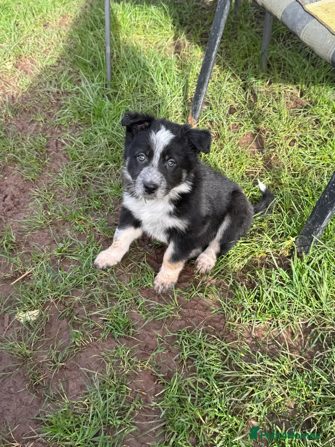 Border Collie dogs for sale: Border collie pups ready from 20th February  - Advert 21