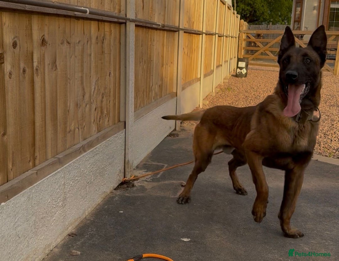 Belgian Shepherd Dog dogs for sale: Belgian Mali Pups - Advert 12