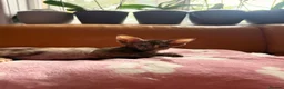 Oriental cats for sale: Beautiful Siamese & Oriental Kittens  - Advert 37