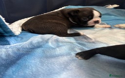 Boston Terrier dogs for sale: KC Registered 🐕❤️🏠 Puupy 🐕💙🏠Boston Terrier  - Image 2