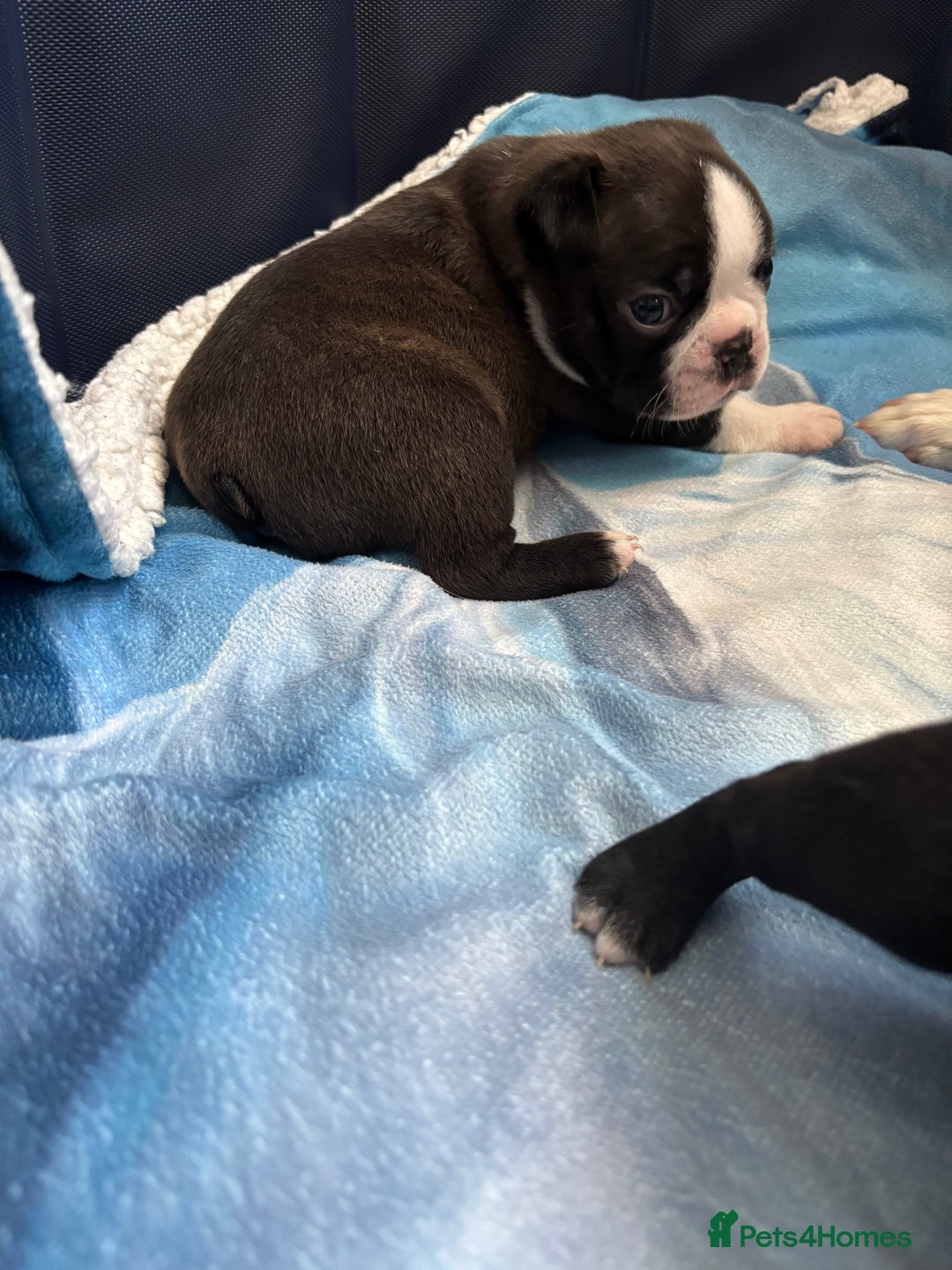Boston Terrier dogs for sale: KC Registered 🐕❤️🏠 Puupy 🐕💙🏠Boston Terrier  - Image 2