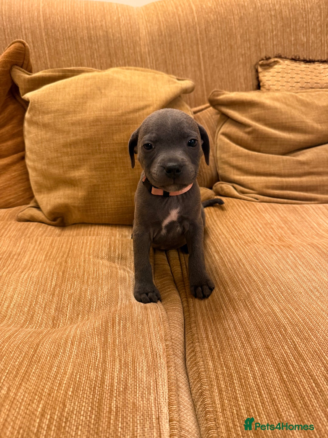 Staffordshire Bull Terrier dogs for sale: Health Tested Clear Staffordshire Bull Terrier's - Advert 29