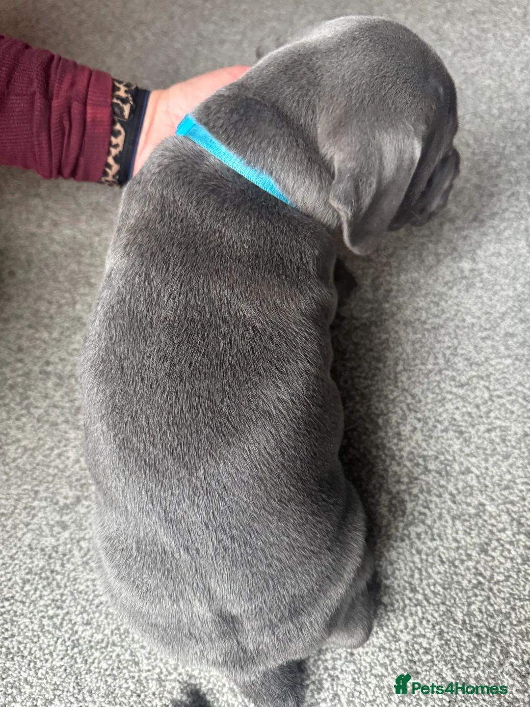 Staffordshire Bull Terrier dogs for sale: Stunning pure blue staffy pups 💙🩷 - Advert 6