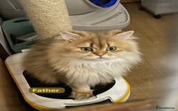 Scottish Fold cats for sale: Scottish Fold Long Hair Kittens/ 2 female 2 boy - Image 13