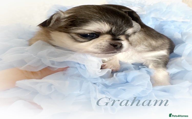 Chihuahua dogs - Advert 9