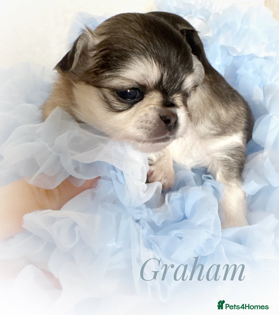 Chihuahua dogs for sale: KC rare husky marking chihuahua puppies Thai lines - Image 2