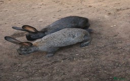 New Zealand rabbits for sale: 11 week old New Zealand Kits ready now - Image 5