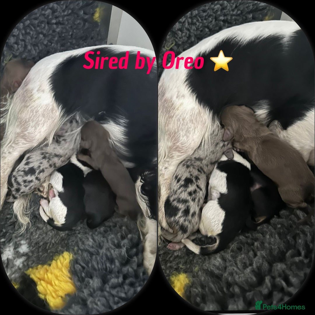 Miniature Dachshund dogs for stud: Dapple Long Haired Studs OREO &TOMMY 🌟  in Tipton - Image 7