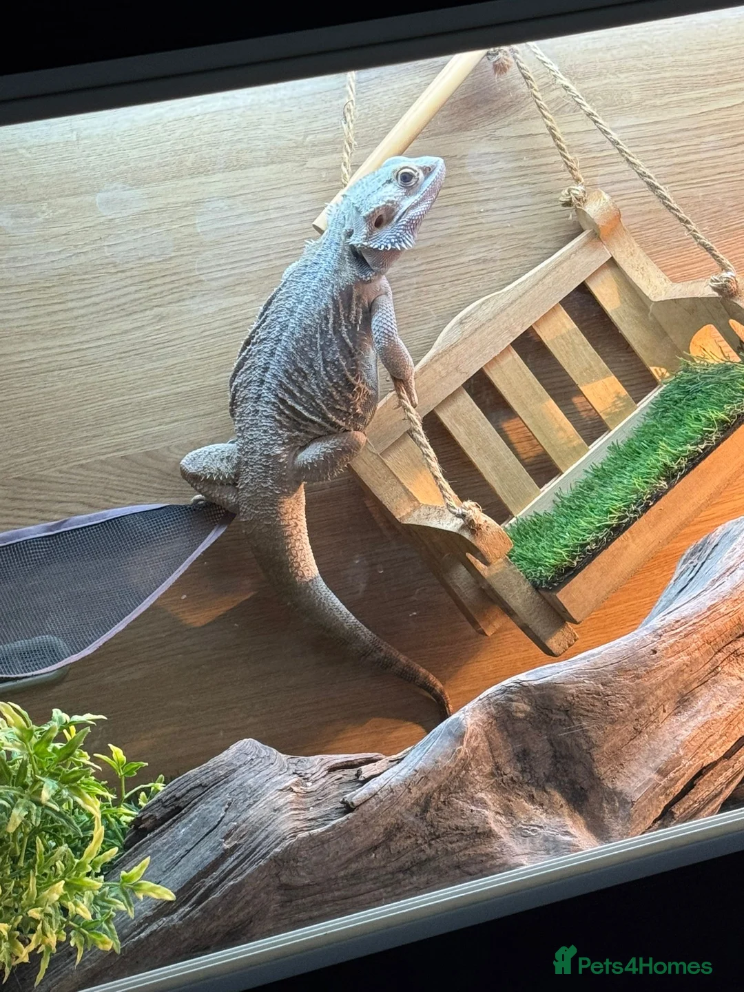 Bearded Dragon reptiles for sale: Bearded dragon  - Advert 3