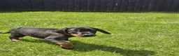 Dobermann dogs for sale: ☆☆Ready to leave Today  Black Doberman Puppies☆☆ - Advert 17