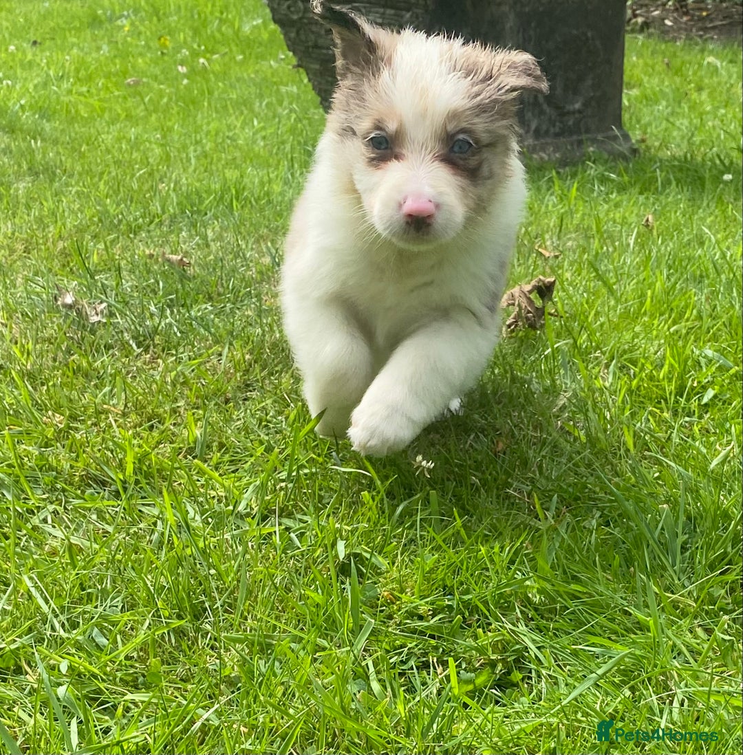 Mixed Breed dogs for sale: Border collie/Welsh collie puppies for sale - Image 8