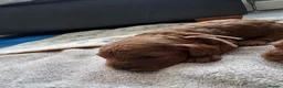 Cavapoo dogs for sale: 5 Gorgeous Cavapoo Puppies  - Advert 14