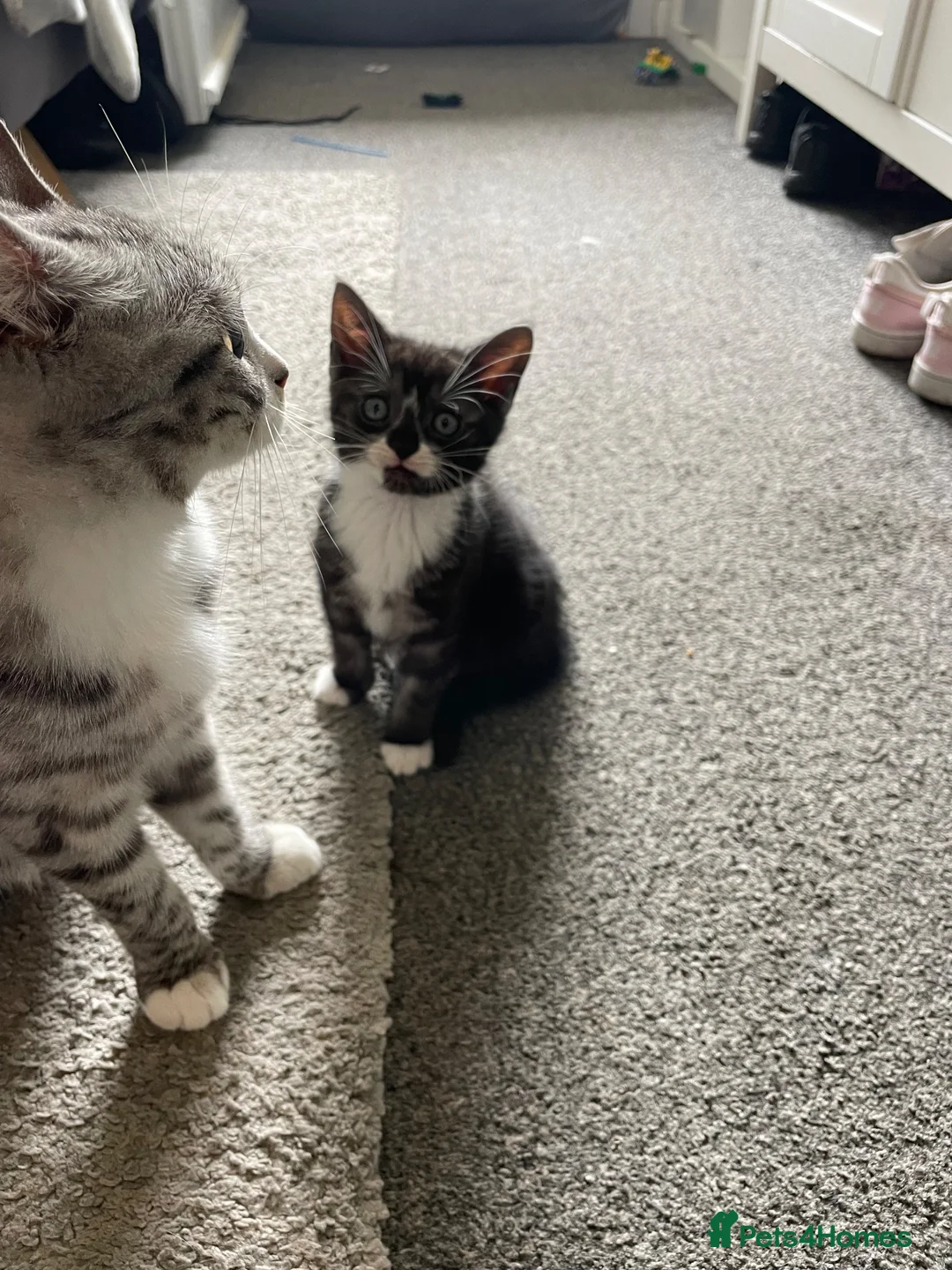 Mixed Breed cats for sale: Lovely grey tabby (Mario) - Advert 6