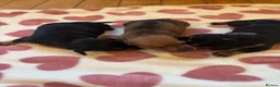 Dachshund dogs for sale: Dachshund puppies - Advert 6