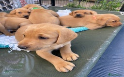 Labrador Retriever dogs for sale: Fox Red Labrador Puppies  - Image 12