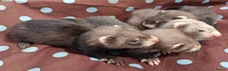 Ferret rodents for sale: Full and Semi angora kits  - Advert 22