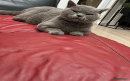 British Shorthair cats for sale: GCCF BSH Kittens pet homes only  - Image 16
