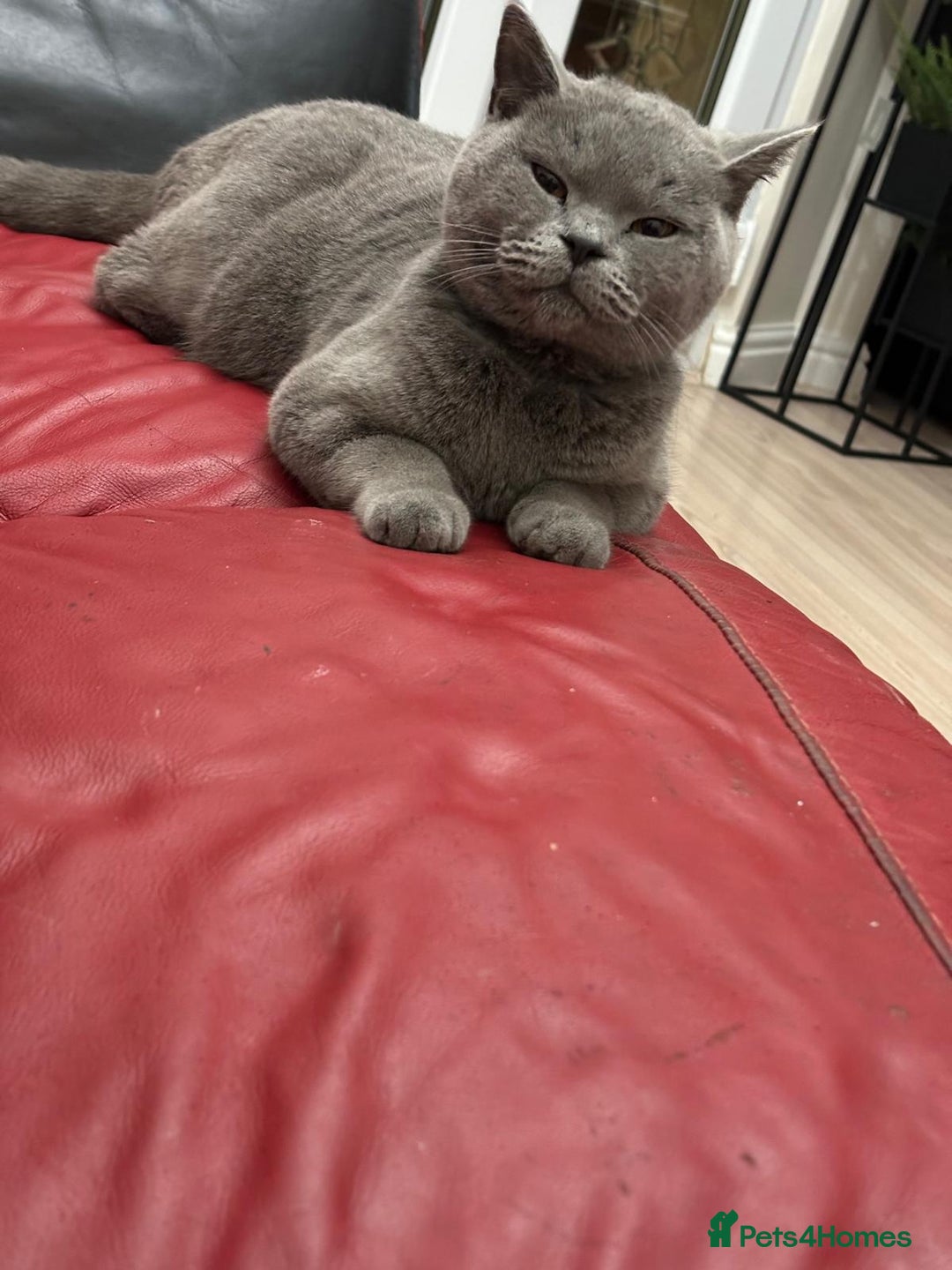 British Shorthair cats for sale: GCCF BSH Kittens pet homes only  - Image 16