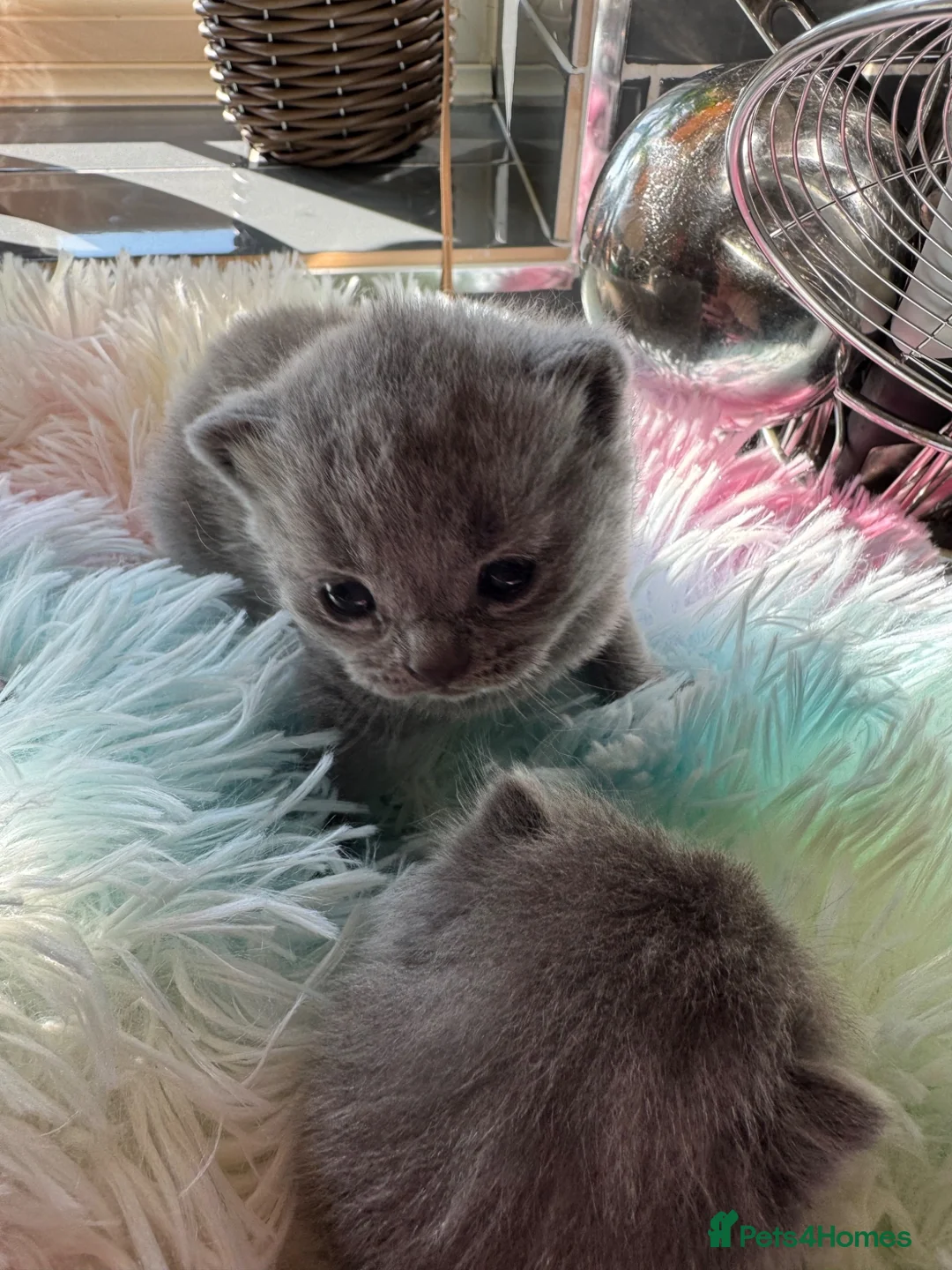 British Shorthair cats for sale: British shorthair kittens  - Advert 2